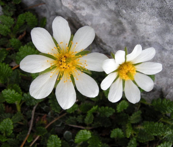 Dryas octopetala / Camedrio alpino